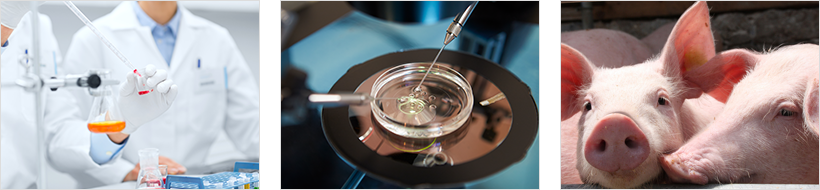 A global innovative company active in promoting animal health